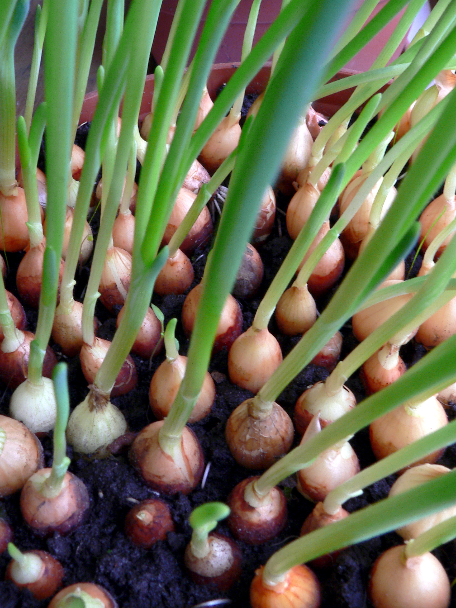 Open Green onions are simply plants of this species that are pulled before the bulb is well-formed.